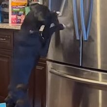 Пёс научился самостоятельно добывать лёд из холодильника