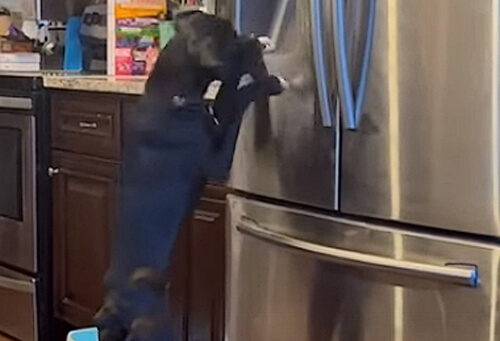 Пёс научился самостоятельно добывать лёд из холодильника