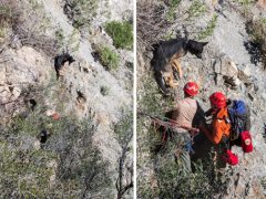 Пёс, сорвавшийся со скалы и оказавшийся в ловушке, не пострадал и был спасён