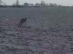 Автомобилист из Дании снял на видео кенгуру, прыгающего по полю