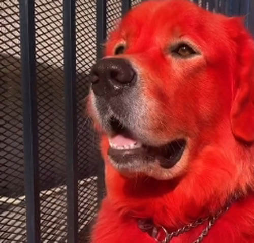 Хозяйка объяснила, почему покрасила своего пса в красный цвет