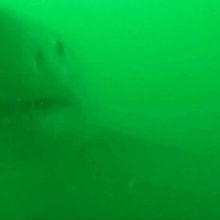 Акула захотела перекусить видеокамерой и утащить лодку любителя природы