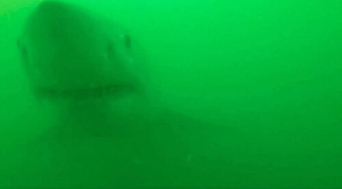 Акула захотела перекусить видеокамерой и утащить лодку любителя природы
