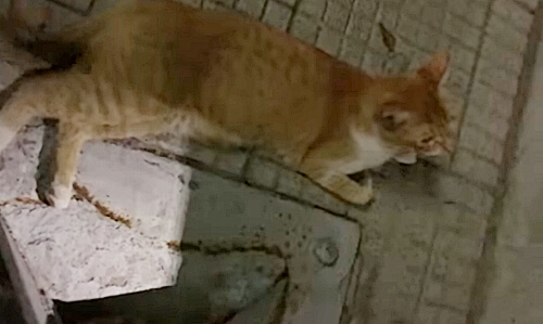 Сбежавший кот нашёлся под объявлением о своей пропаже
