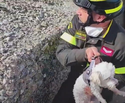 Собака, провалившаяся между камнями волнореза, получила травму лапы, но была спасена