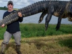 Крупный аллигатор, убивавший домашний скот, был застрелен охотником