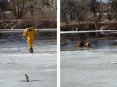 Пожарный не бросил в беде пса, который погнался за гусем и провалился в замёрзший пруд