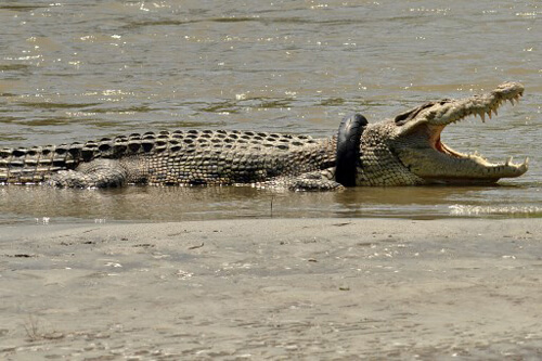 Крокодил много лет проходил с шиной на шее, но наконец-то был от неё избавлен