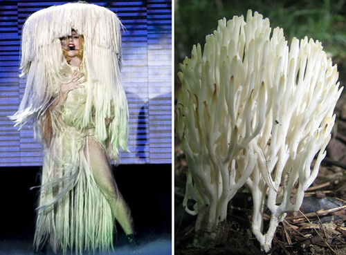 Шутница сравнила эксцентричные наряды знаменитой певицы с грибами