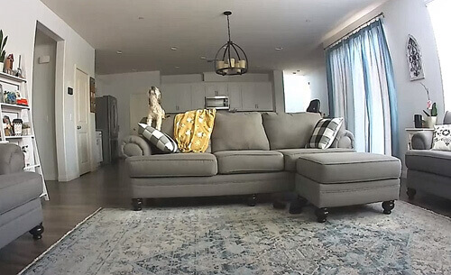 Чтобы подбодрить скучающего пса, семейство воспользовалось камерой видеонаблюдения