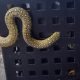 Любитель змей спас коврового питона из мусорного бака