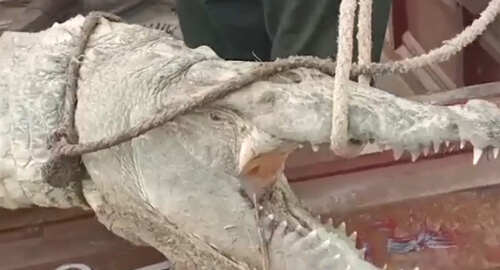 Молодого крокодила, съевшего козу, убили топором