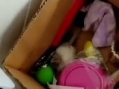 Агрессивная ядовитая змея спряталась в коробке с игрушками