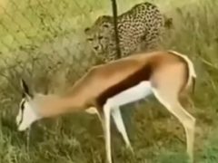 Олень и не подумал испугаться напавшего на него гепарда