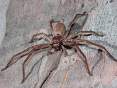 Домовладелец разругался с друзьями из-за паука-охотника в гостиной