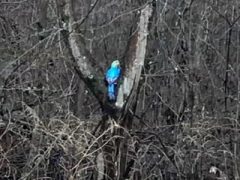 Искусственного попугая успешно спасли с дерева