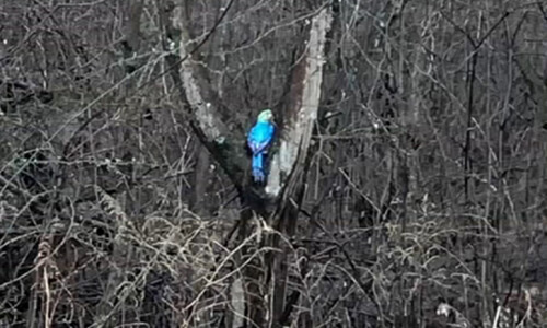 Искусственного попугая успешно спасли с дерева