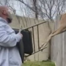 Домовладелец использовал складной стул, чтобы подтолкнуть застрявшего на заборе оленя