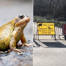 Дорогу перекрыли почти на месяц из-за жабьего брачного периода