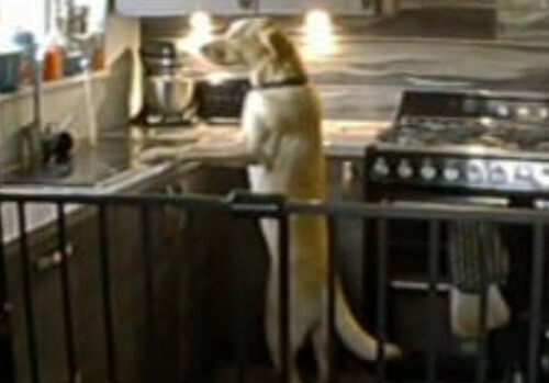 Собака, научившаяся пользоваться водопроводным краном, устроила потоп