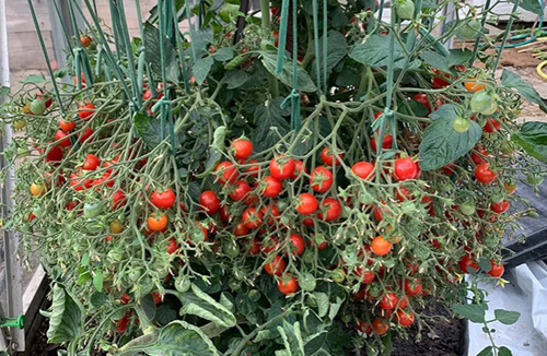 На одном кусте выросло рекордное количество помидоров черри