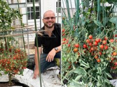 На одном кусте выросло рекордное количество помидоров черри