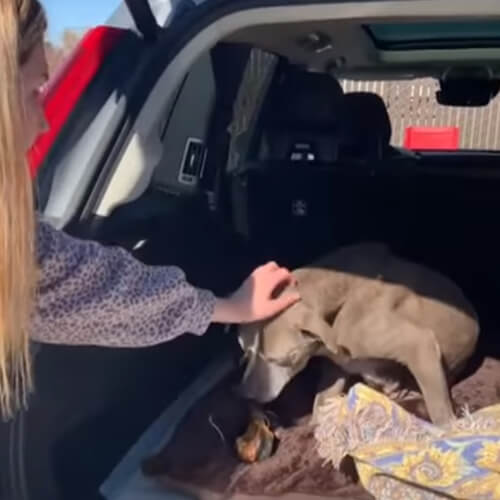 Хозяйка не ожидала, что ей вернут собаку, которая пропала 12 лет назад