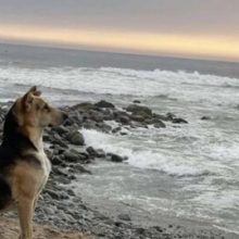 Пёс каждый день смотрит на океан и ждёт хозяина-рыбака, который никогда не вернётся