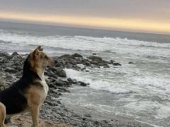 Пёс каждый день смотрит на океан и ждёт хозяина-рыбака, который никогда не вернётся