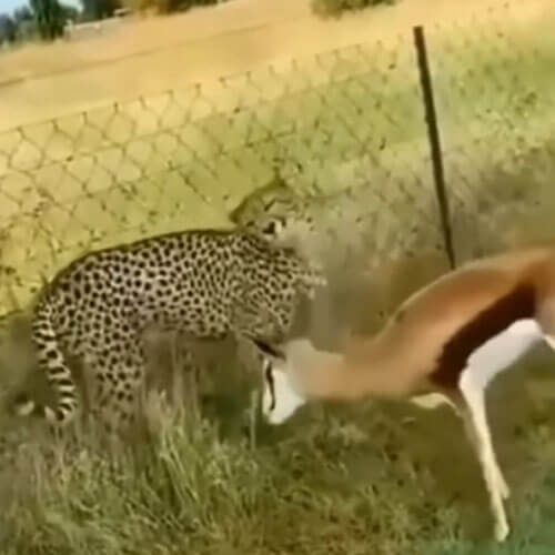 Олень и не подумал испугаться напавшего на него гепарда