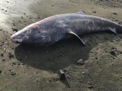 На побережье выбросило тело акулы, которая могла появиться на свет 500 лет назад