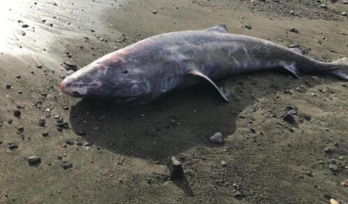 На побережье выбросило тело акулы, которая могла появиться на свет 500 лет назад