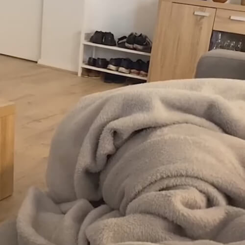 Пёс, которого позвали гулять, устроил комичное шоу под одеялом