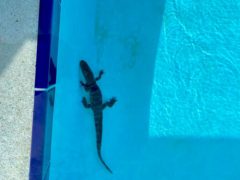 Школьникам не удалось провести тренировку по плаванию из-за аллигатора в бассейне