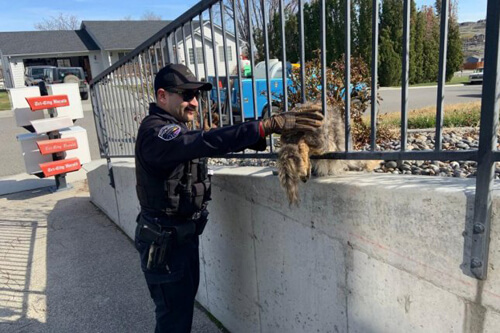 Полицейским пришлось освобождать койота, застрявшего между прутьями забора