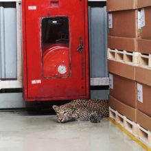 Леопард забрёл на завод «Mercedes Benz», но был благополучно изловлен