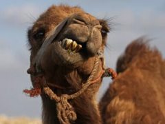 Верблюд, удравший из зоопарка, убил двух горожан