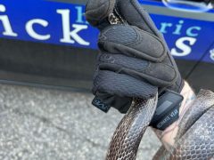 Полицейские поймали змею, которая пыталась проникнуть в жилой дом