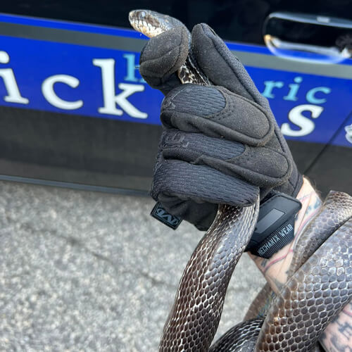 Полицейские поймали змею, которая пыталась проникнуть в жилой дом