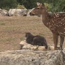 Кошка побила оленя, попытавшегося с ней подружиться