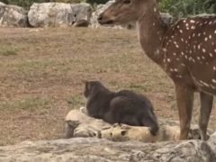 Кошка побила оленя, попытавшегося с ней подружиться