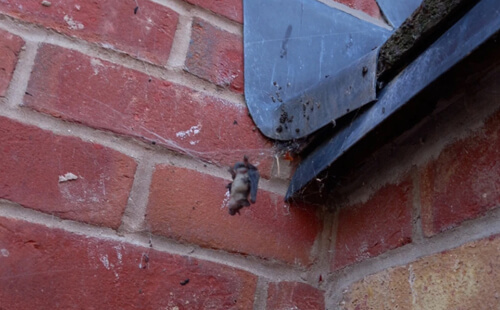 Ядовитый паук научился охотиться на летучих мышей