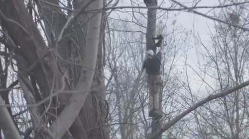 Лапа медвежонка застряла между стволом дерева и веткой