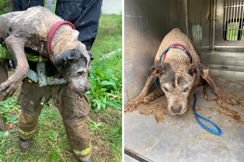 Пожарные спасли собаку, которая забрела в ливневую канализацию