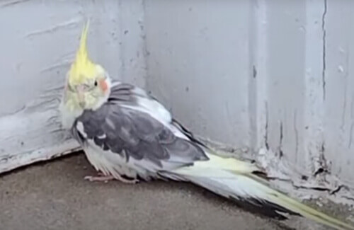 Попугая, потерявшегося три года назад, удалось идентифицировать с помощью музыки из телешоу