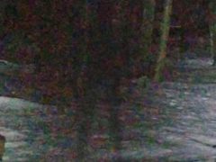 «Человек-тень» был обнаружен на виртуальной карте лесистой местности