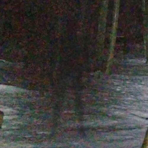 «Человек-тень» был обнаружен на виртуальной карте лесистой местности