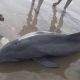 Дельфин, выброшенный на пляж, умер в результате неосторожных действий толпы зевак