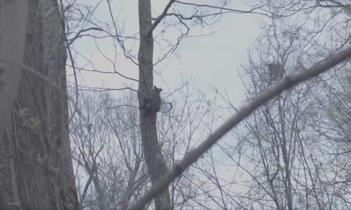 Лапа медвежонка застряла между стволом дерева и веткой