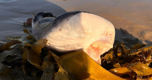 На пляж выбросило странное существо, похожее на рыбу с человеческими губами